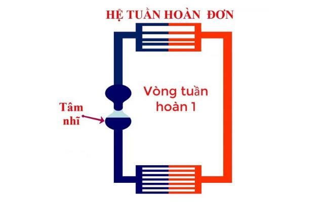 Học Tập Việt Nam