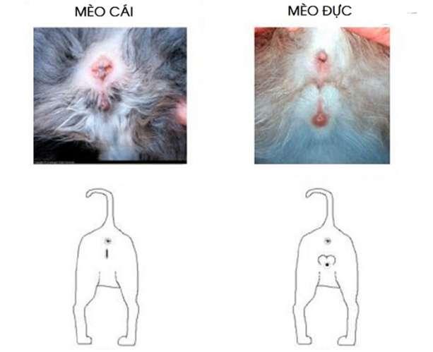 Cách Phân Biệt Mèo Đực Mèo Cái, Chỉ Cần Nhìn Là Biết