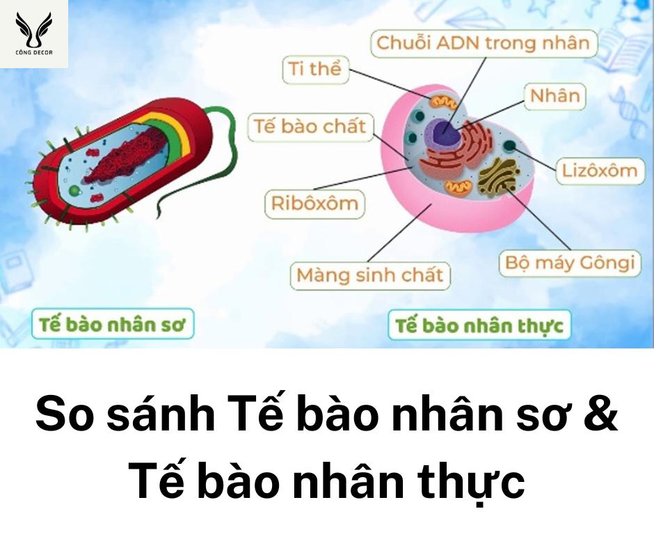 So sánh tế bào nhân sơ và tế bào nhân thực có gì khác nhau?