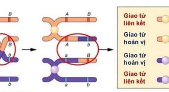 Hoán Vị Gen Là Gì? Ý Nghĩa, Quy Luật Liên Kết Và Bài Tập