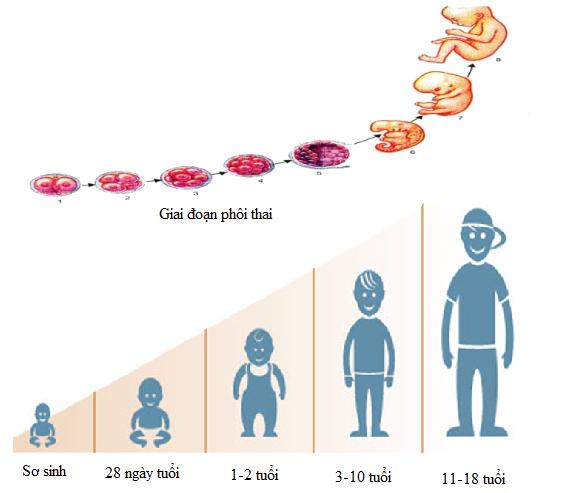 Quá trình phát triển của động vật đẻ trứng gồm giai đoạn?