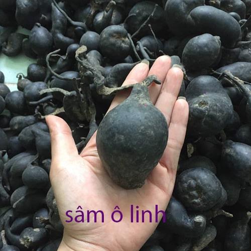 Sâm ô linh có tác dụng gì? Sâm ô linh giá bao nhiêu 1kg?