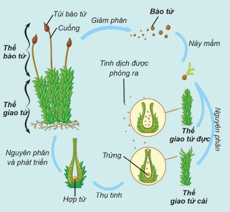 Sinh sản bào tử là: