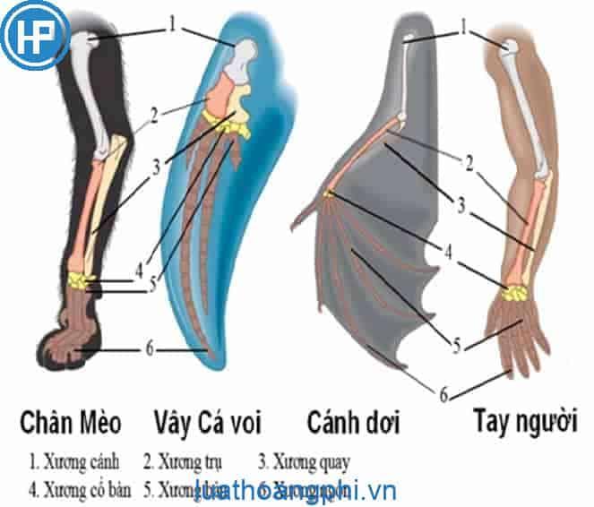 Cơ quan tương đồng là những cơ quan như thế nào?