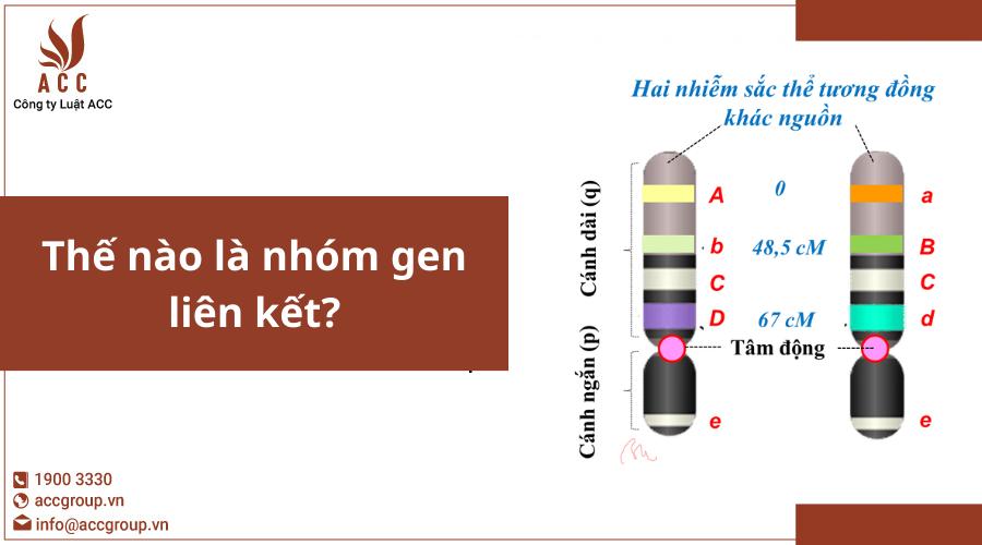 Liên kết gen là gì?