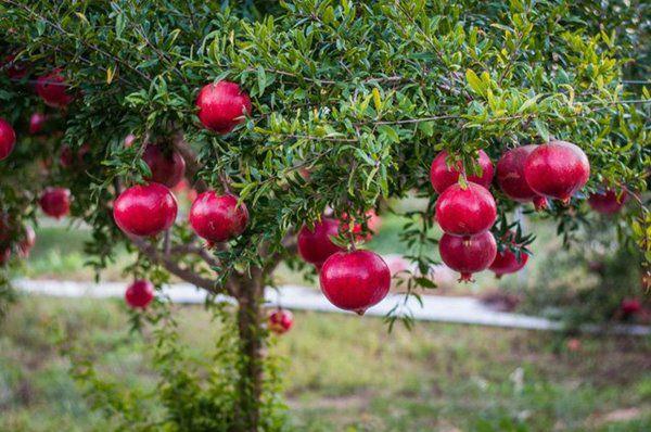 Trước nhà nên trồng 3 loại cây này, gia đình giàu sang thịnh vượng