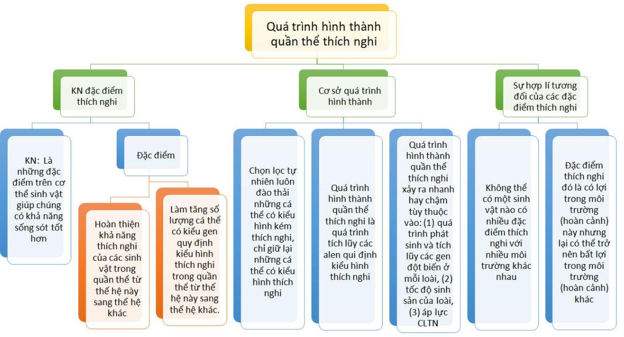 Tìm hiểu về quá trình hình thành quần thể thích nghi