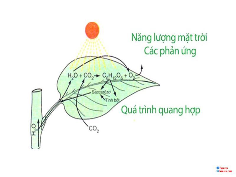 Oxi trong quang hợp có nguồn gốc từ đâu?