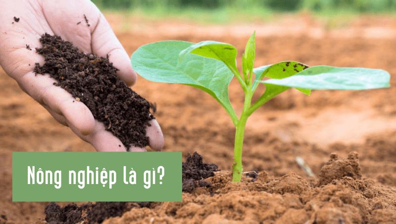 Nông nghiệp là gì? Nền nông nghiệp của nước ta hiện nay