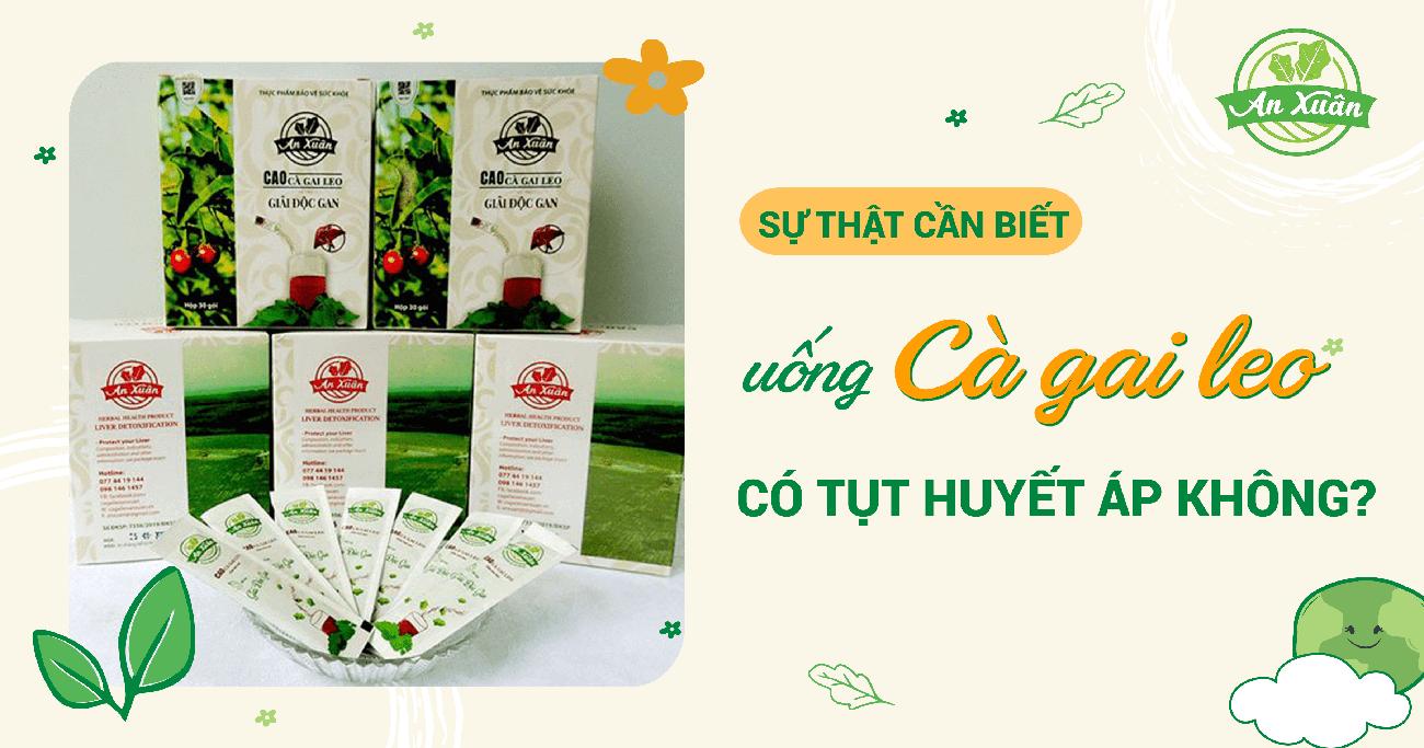 Uống cà gai leo có bị tụt huyết áp không? Cách sử dụng đúng