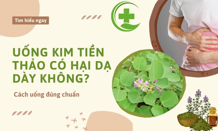 Uống kim tiền thảo có hại dạ dày không? Cách uống đúng chuẩn