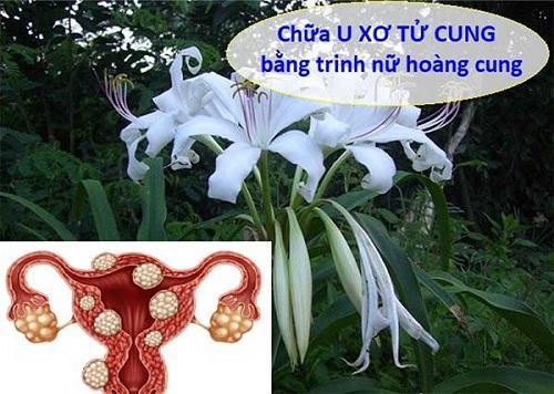 Uống trinh nữ hoàng cung bao lâu thì có hiệu quả?