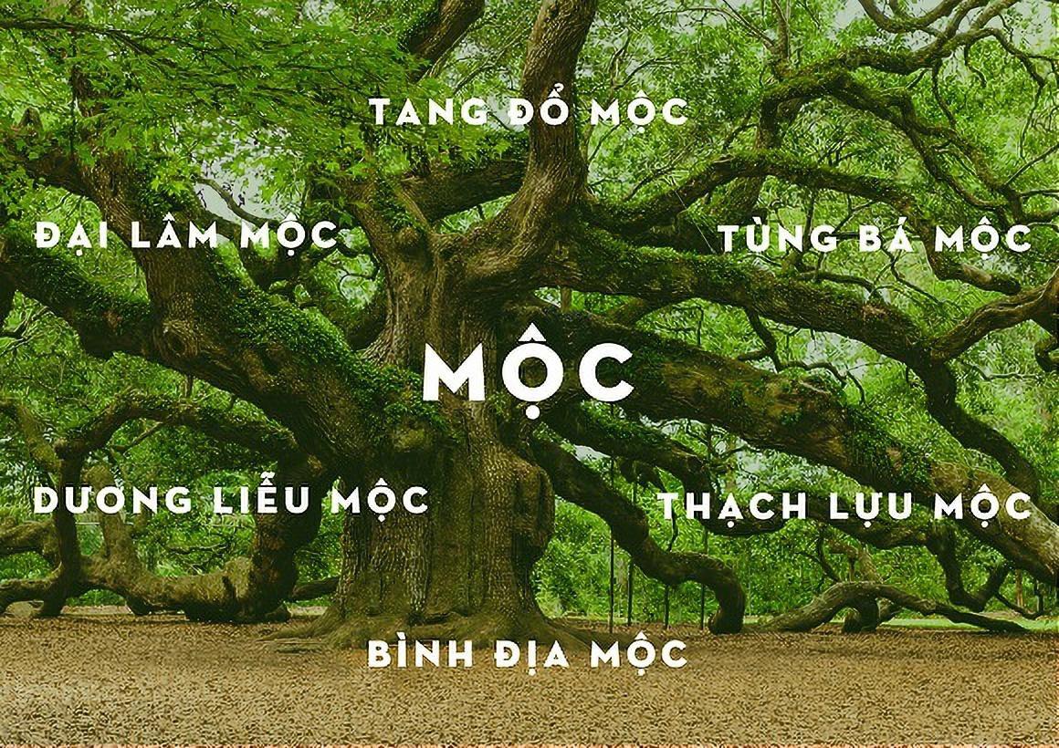 Người Mệnh Mộc chọn vật phẩm phong thủy nào để gặp nhiều may mắn?