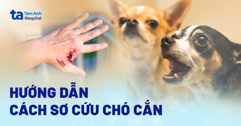 Hướng dẫn cách sơ cứu chó cắn từng bước một để hạn chế bị bệnh dại