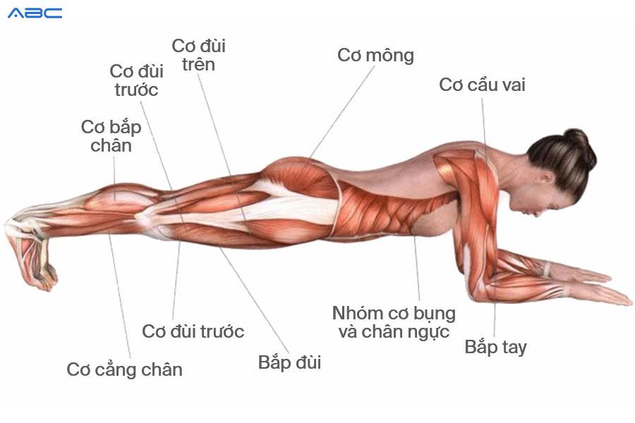 1 Phút Plank Đốt Bao Nhiêu Calo? Tập Mấy Phút Một Ngày?