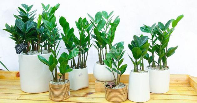 Gợi ý 12 loại cây cảnh phong thủy theo tuổi lý tưởng cho từng con giáp