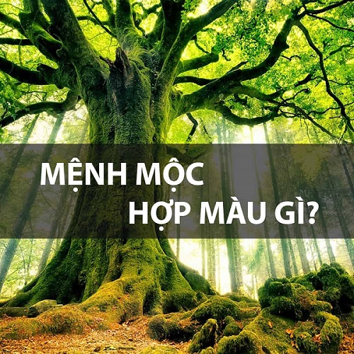 Mệnh Mộc hợp màu sắc bản mệnh và màu sắc của hành Thủy