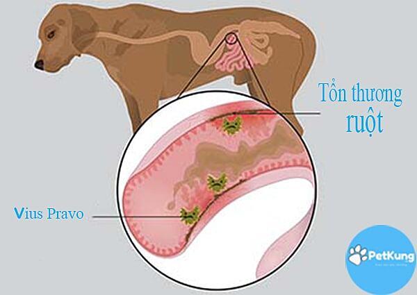 Bệnh parvo ở chó - cách nhận biết | chữa trị | phòng tránh