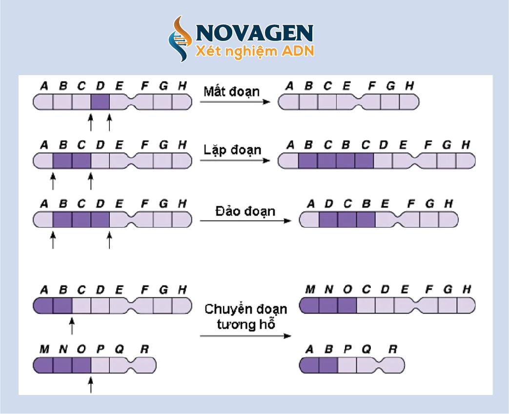 Đột Biến Cấu Trúc Nhiễm Sắc Thể Là Gì? Các Dạng Đột Biến Cấu Trúc Nhiễm Sắc Thể