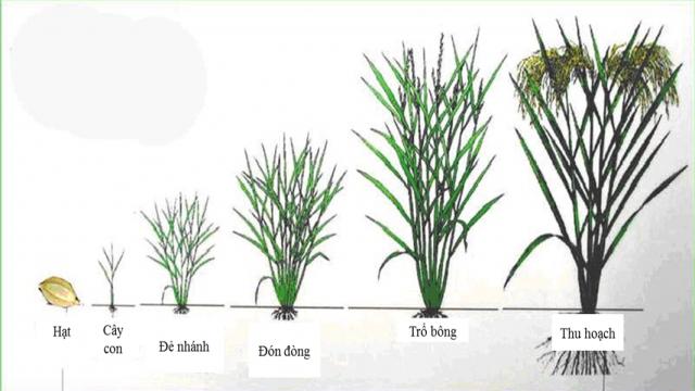 Các nhân tố ảnh hưởng đến sinh trưởng của cây bao gồm?