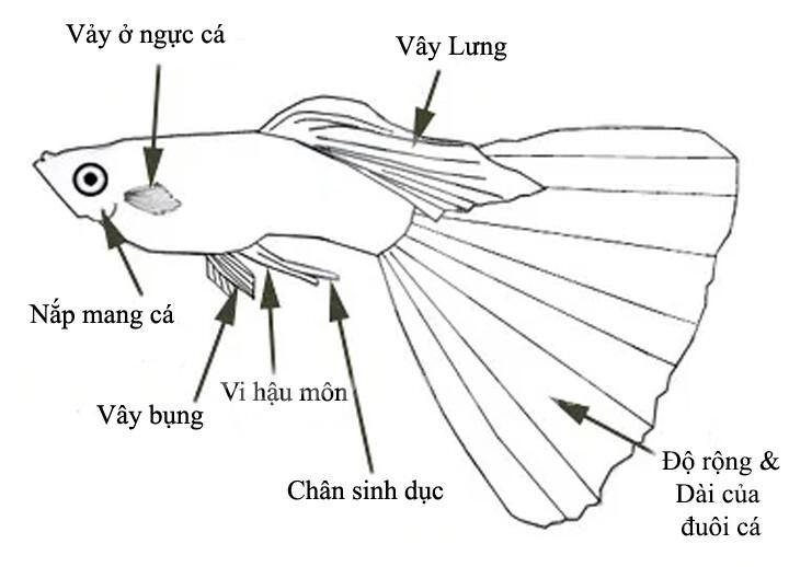 Làm Thế Nào Để Xác Định Cá Bảy Màu Trống Mái Khi Còn Nhỏ ?