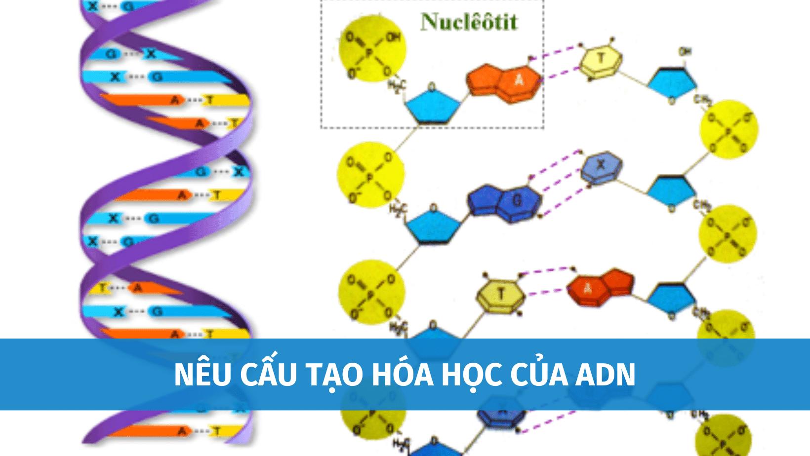 Nêu Cấu Tạo Hóa Học Của ADN, Ai Là Người Phát Hiện ADN Đầu Tiên?