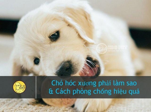 Tìm hiểu chó hóc xương phải làm sao & #4 Lưu ý để phòng tránh hiệu quả