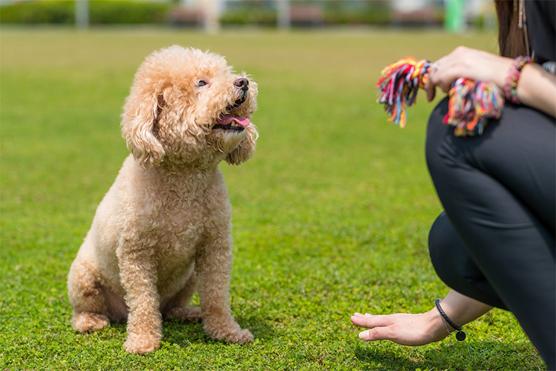 Khi nào là thời điểm thích hợp để phối giống cho chó?