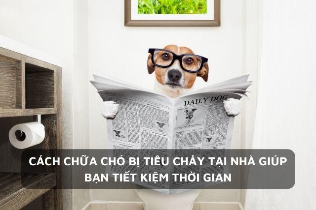 [Chia sẻ] Cách chữa chó bị đi ngoài và nôn không phải ai cũng biết