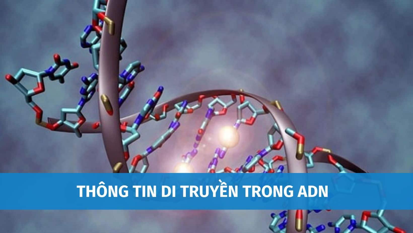 Thông Tin Di Truyền Trong ADN Được Biểu Hiện Thành Tính Trạng Của Cơ Thể Thông Qua Cơ Chế Nào?