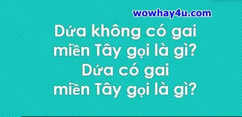 Dứa không có gai miền Tây gọi là gì? Dứa có gai miền Tây gọi là gì? Đúng nhất