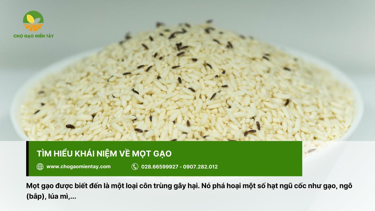 Gạo Bị Mọt Có Ăn Được Không? Cách Diệt Mọt Gạo Đơn Giản, Hiệu Quả Nhất