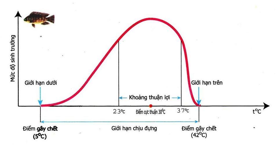 Giới hạn chịu đựng của cá rô phi ở Việt Nam là