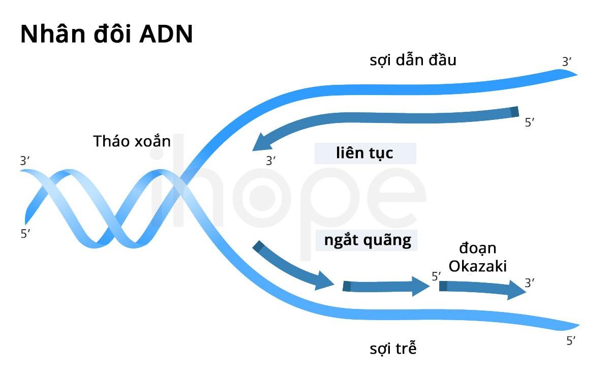 Quá trình nhân đôi ADN