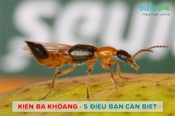 Kiến Ba Khoang: 5 điều bạn cần biết để phòng ngừa