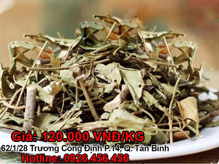 Cây từ bi trị bệnh gì? Tác dụng, cách dùng chữa sỏi thận cực hay