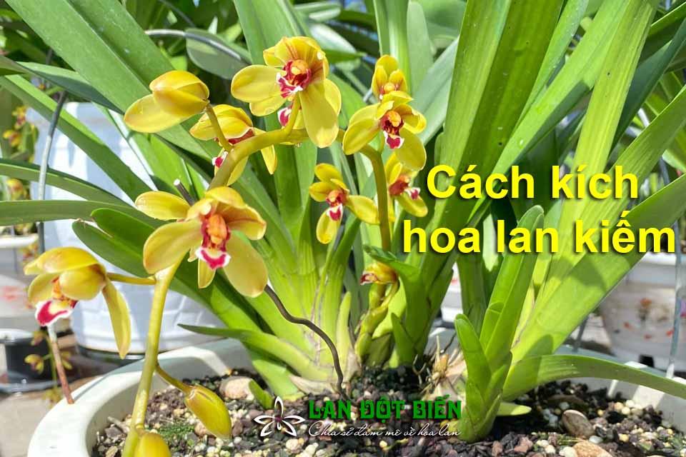 Cách kích lan kiếm ra hoa theo ý muốn