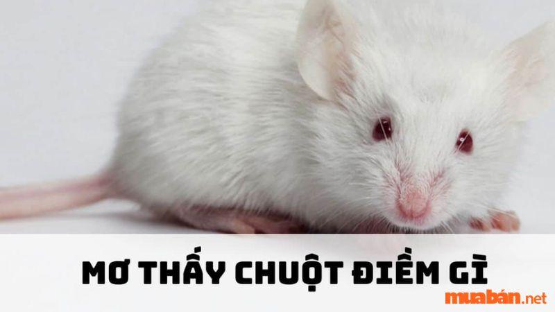 Nằm mơ thấy chuột là điềm tốt hay xấu? Con số may mắn