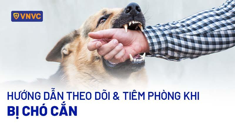 Bị chó cắn theo dõi bao nhiêu ngày? Cần tiêm phòng dại mấy giờ?