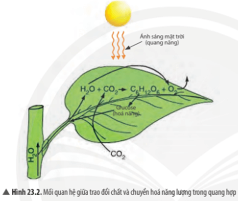 Nguồn cung cấp năng lượng cho thực vật thực hiện quá trình quang hợp