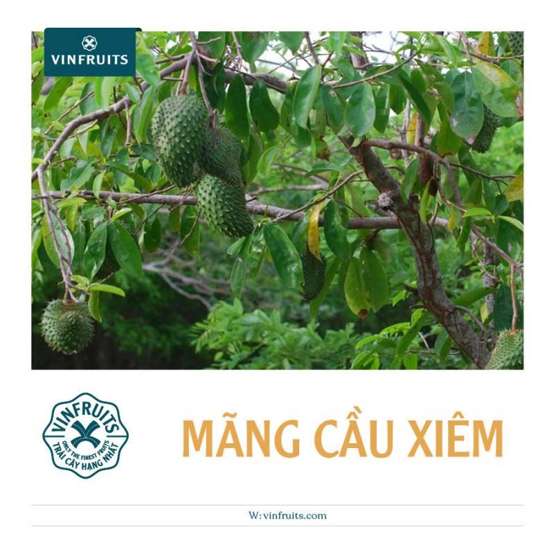 Hướng dẫn Cách ăn Trái Mãng cầu Ngon và Bổ Dưỡng - Vinfruits