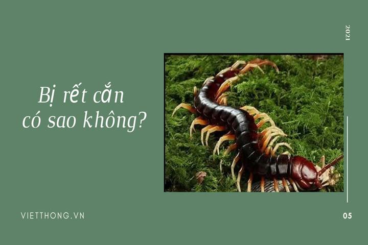 [GIẢI MÃ] Bị rết cắn có sao không và cách trị HIỆU QUẢ nhất