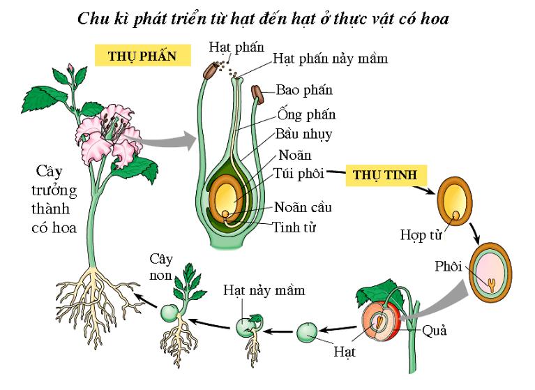 Sinh sản hữu tính ở thực vật là: