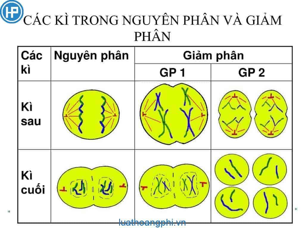 So sánh nguyên phân và giảm phân