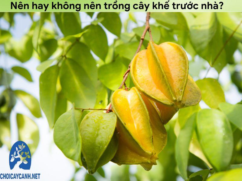 Nên hay không nên trồng cây khế trước nhà?