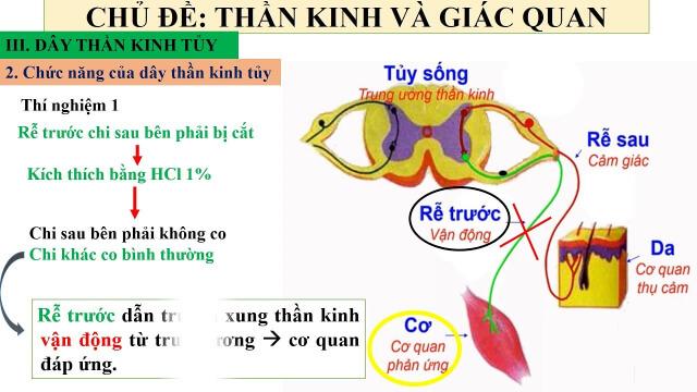 Tại sao nói dây thần kinh tủy là dây pha