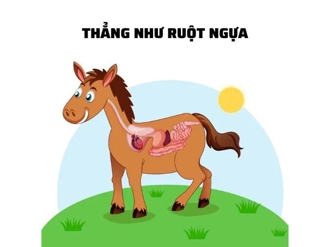 Đi tìm lời giải đáp ý nghĩ câu thành ngữ “Thẳng như ruột ngựa”