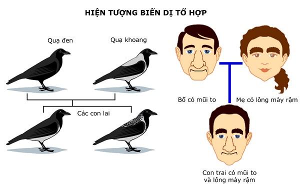 Biến dị tổ hợp là gì? Đặc điểm, vai trò và ứng dụng của chúng