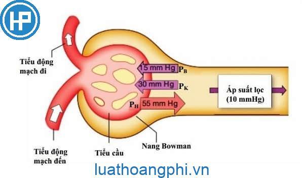 Thực chất của quá trình tạo thành nước tiểu là gì?