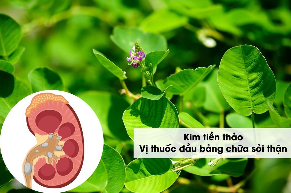 Kim tiền thảo chữa sỏi thận và những lợi ích vượt trội